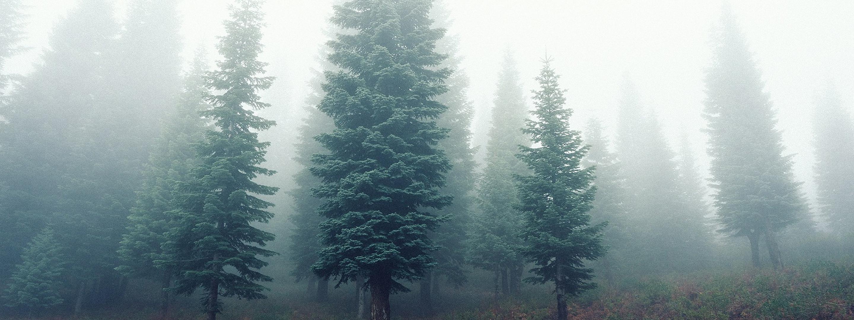 Brouillard dans la forêt d'automne